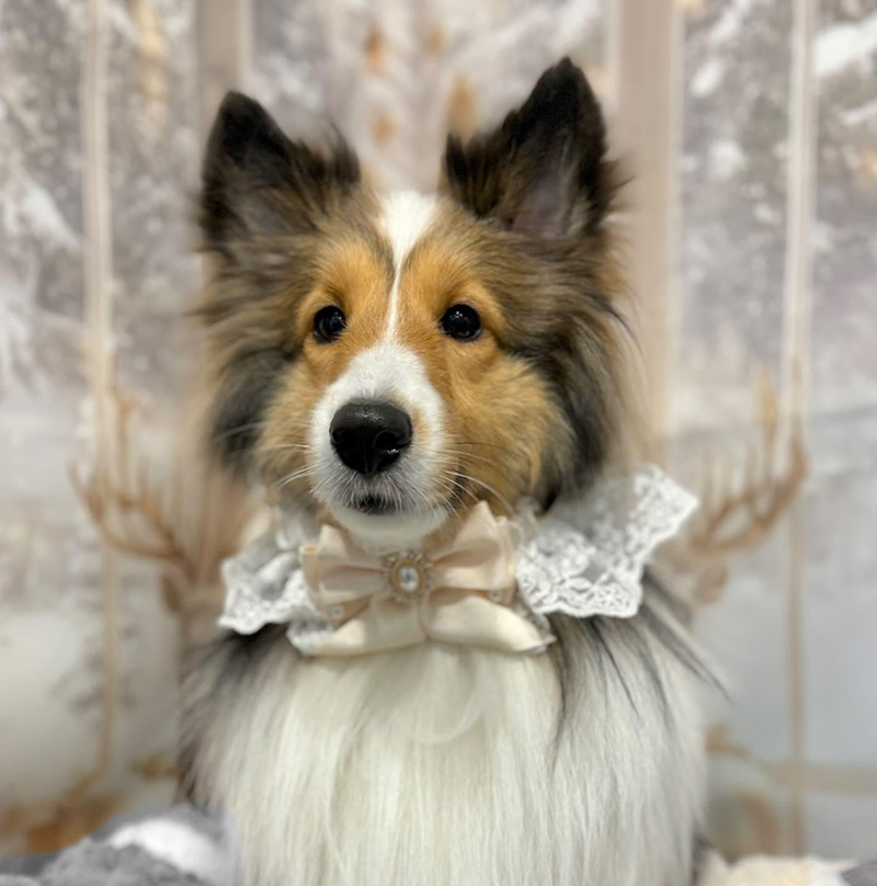 首周りがきついエル社長