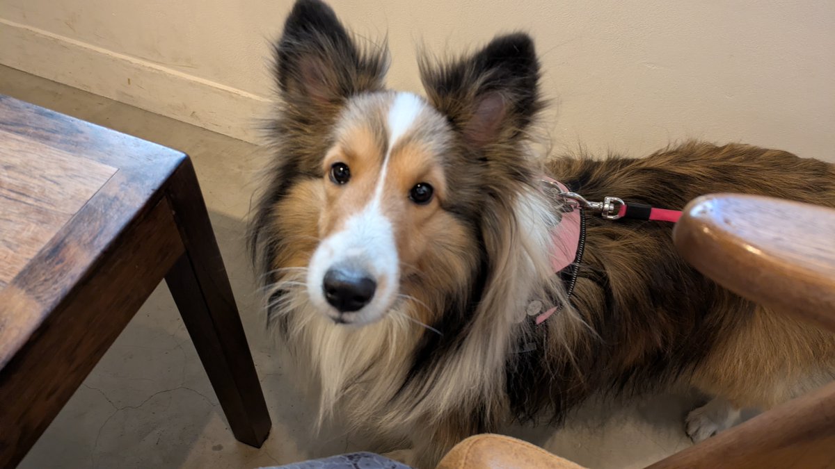 ニッポンを応援しているエル社長