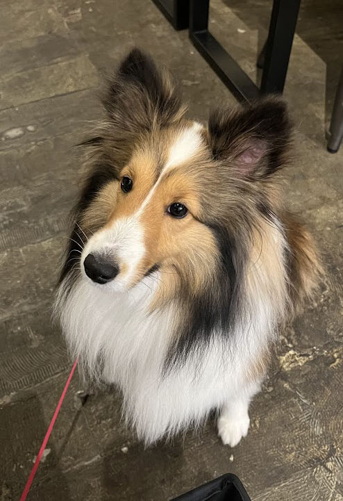 骨型クッキーの動向が気になるエル社長