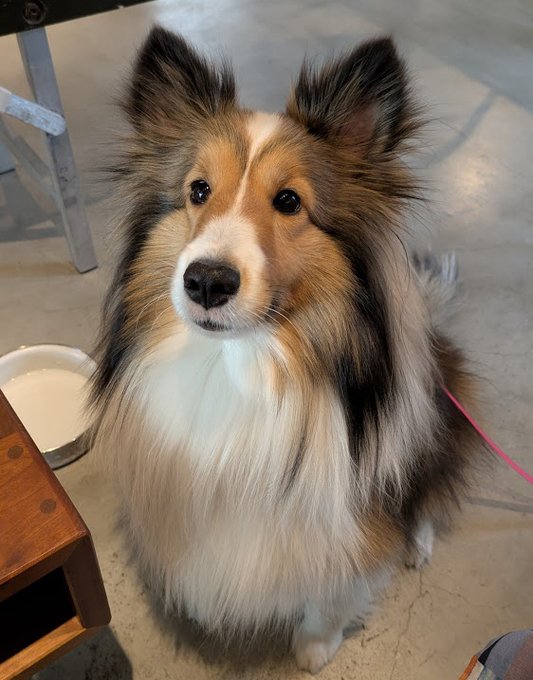 ご機嫌なエル社長