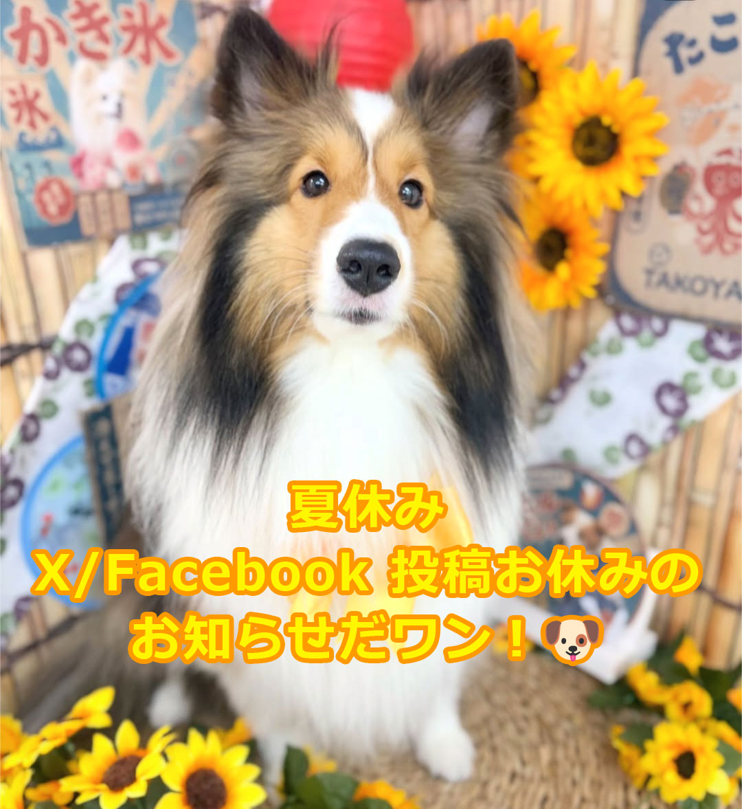 涼しい部屋でおやつをたくさん食べたり、のんびりお昼寝する予定のエル社長