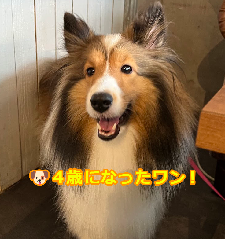 4歳のお誕生日を迎えたエル社長